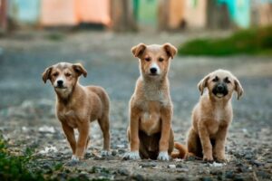 Pet Breeding Ethics: Understanding Responsible Practices