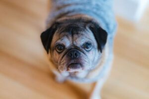 Cognitive Decline in Older Dogs: Symptoms and Support