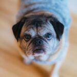 cognitive decline in older dogs symptoms