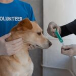core vaccines dogs need