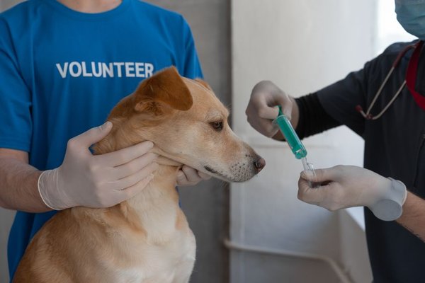 core vaccines dogs need