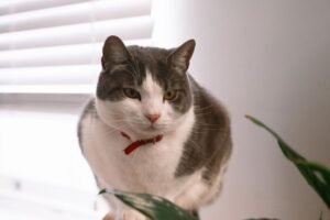 Why Is My Cat Not Using the Litter Box? 8 Common Causes
