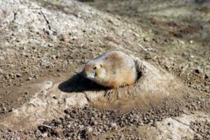 Why Does My Dog Dig Holes? Causes and Solutions