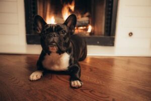 French Bulldog Breathing Problems Explained