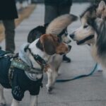how to socialize a reactive dog